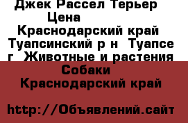 Джек Рассел Терьер › Цена ­ 15 000 - Краснодарский край, Туапсинский р-н, Туапсе г. Животные и растения » Собаки   . Краснодарский край